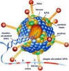 Adeno virut - cách nhận biết và phòng tránh